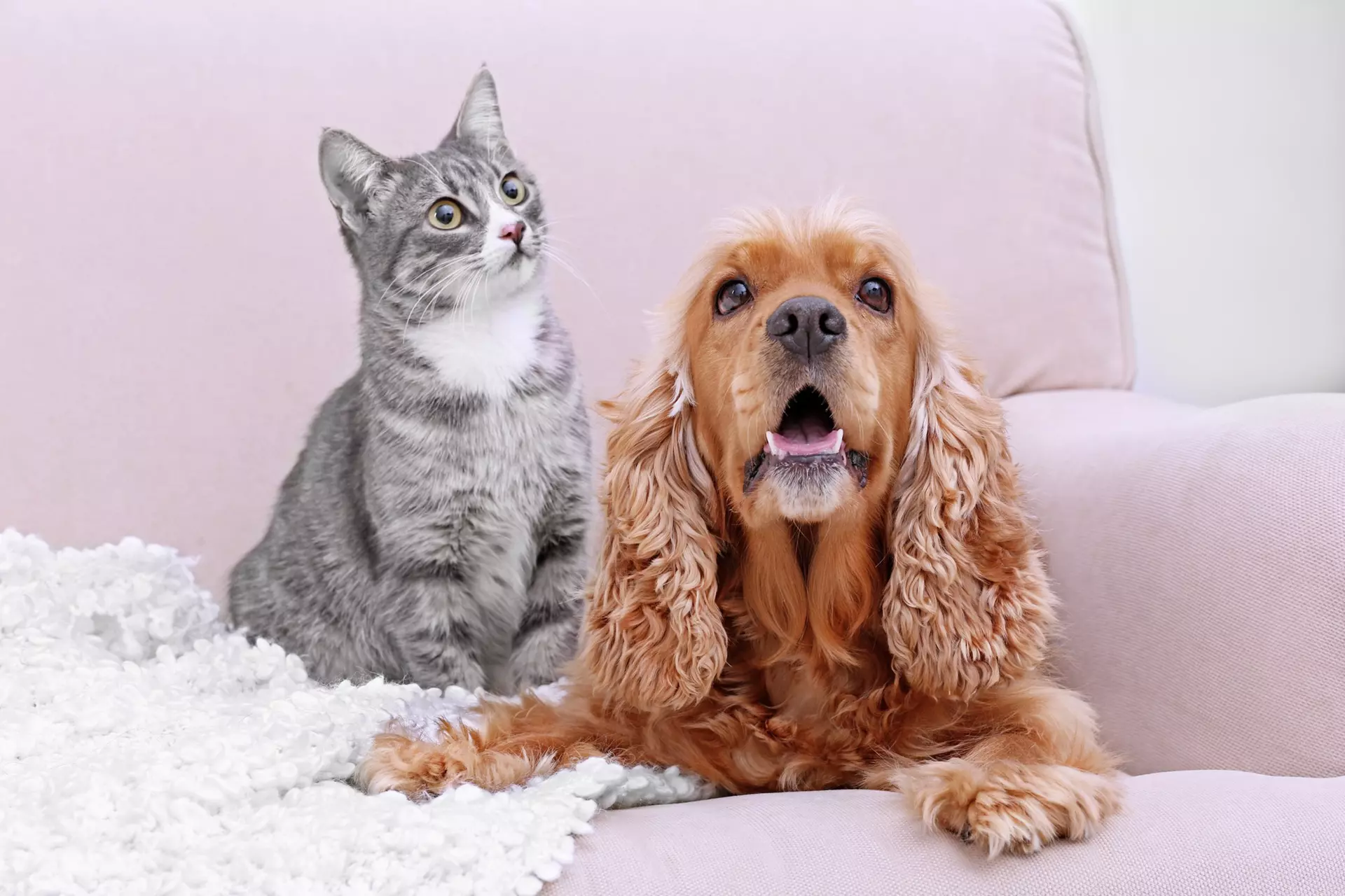 dog and cat treated for skin allergies in Monona and Madison
