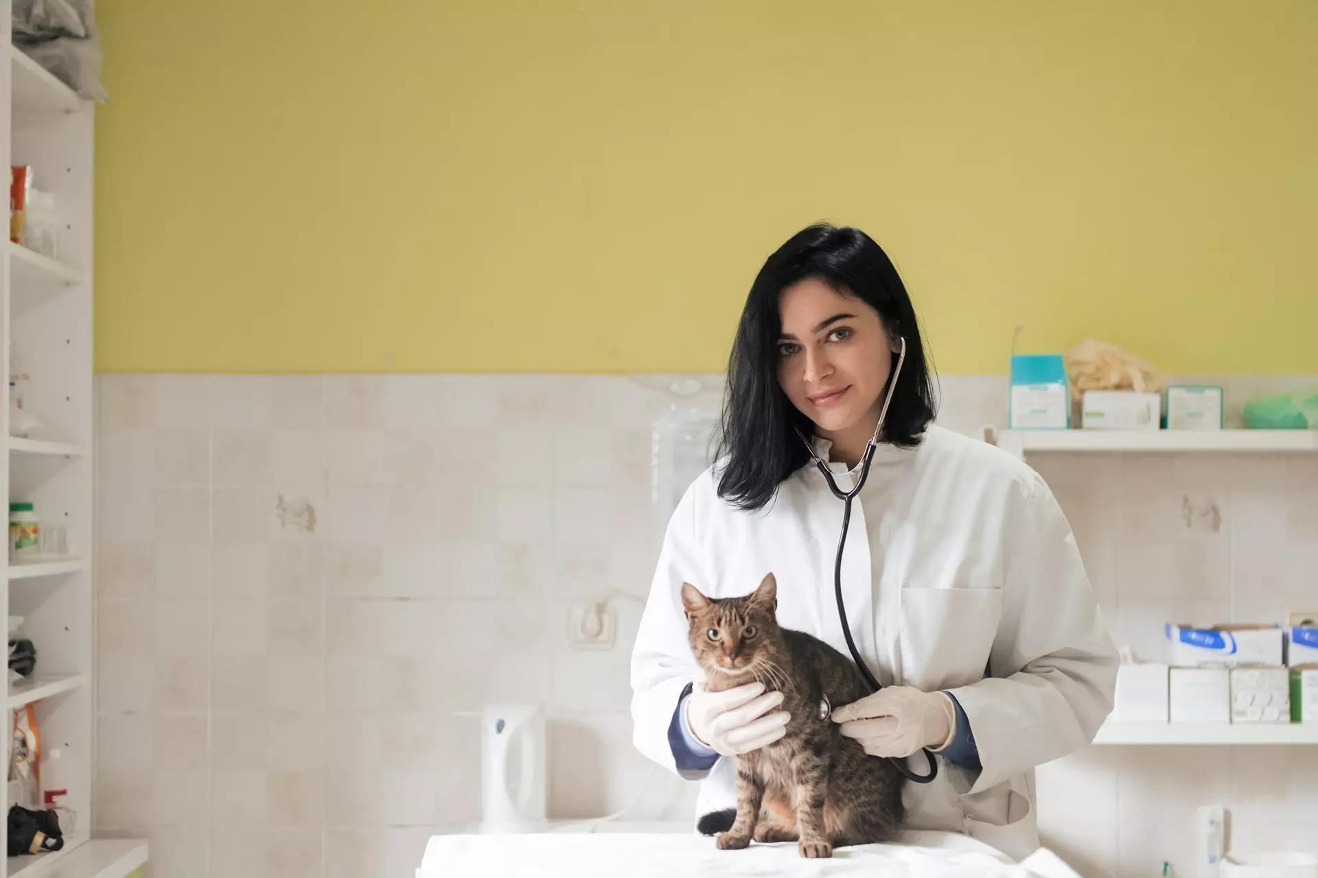 veterinarian checking a dog for diabetes in Monona and Madison
