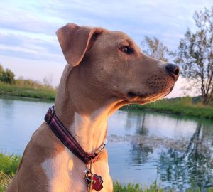 Five Things I Wish Everyone Knew About Behavioral Euthanasia