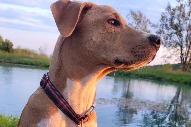 Five Things I Wish Everyone Knew About Behavioral Euthanasia 