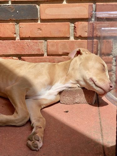 Max and brick