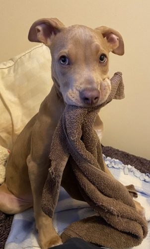 Max and towel