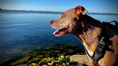 Max on Lake Mendota August 8 2026