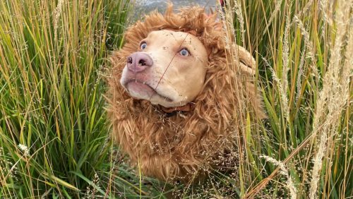 Max the Lion