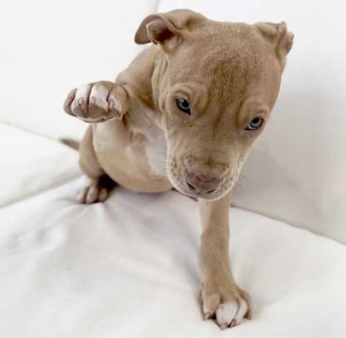 Max the boxer
